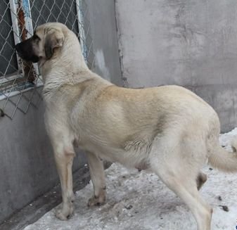 土耳其坎高犬哪里有卖的土耳其坎高犬哪里有卖的多少钱一条