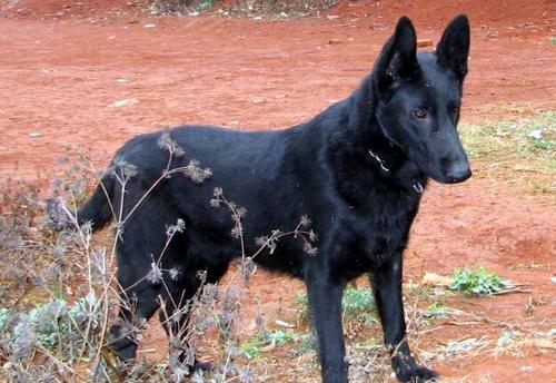 郁南一般黑狼犬价格,黑狼犬幼犬的价格饲养训练技巧