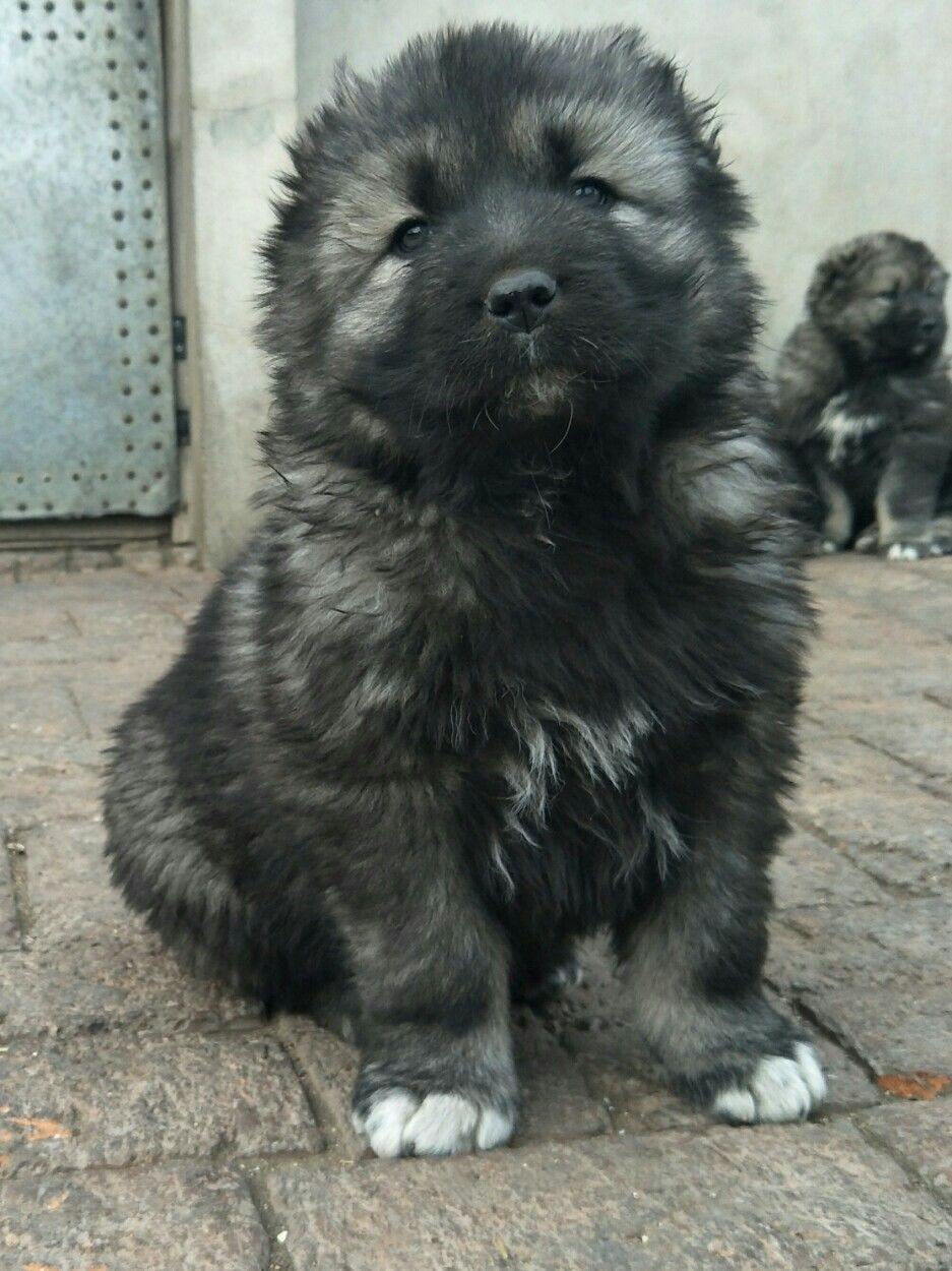 高加索犬幼犬价格纯血统高加索犬特价出售