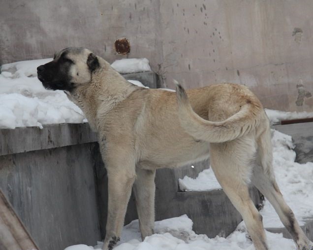 首页>养殖>详情 1在线咨询 阿图什坎高犬犬舍哪里有