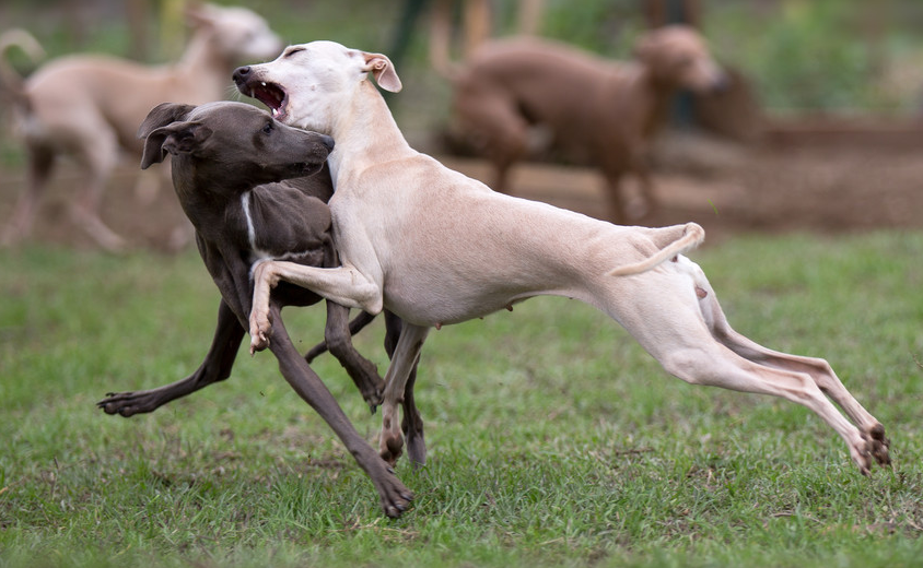 山东哪里的格力犬好格力犬价格