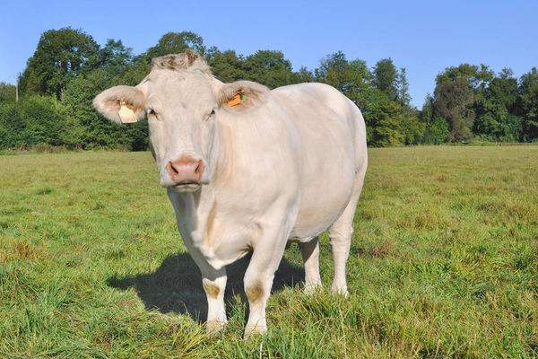 广西夏洛莱牛批发价格多少钱广西哪里夏洛莱牛出售