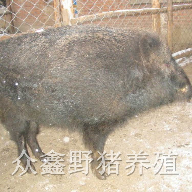 广西纯种野猪养殖方法