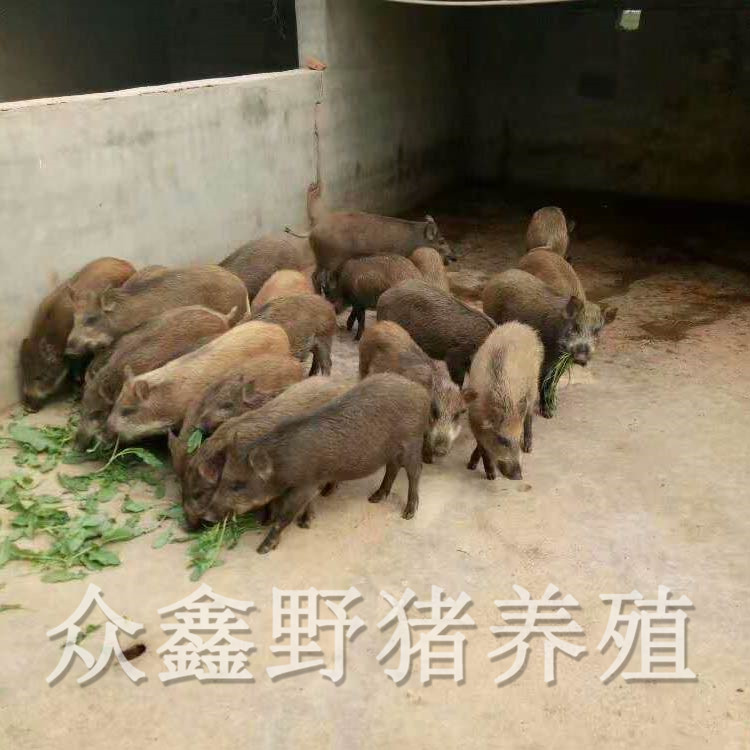 四川健康野猪养殖基地众鑫野猪养殖正规的野猪养殖场