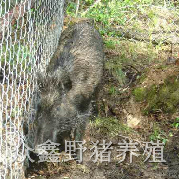 长治生态野猪养殖前景