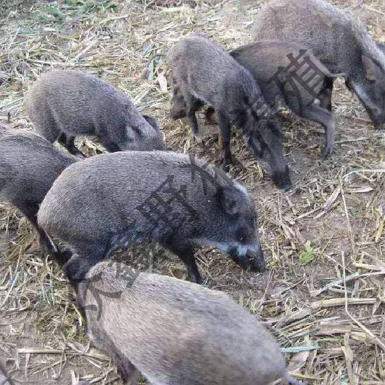 泸州特种野猪幼仔出售一只多少钱