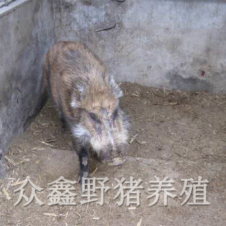 贵州纯种野猪费用规模大种类多众鑫野猪养殖