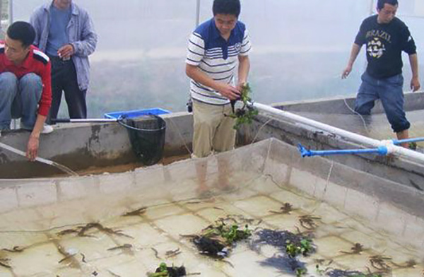 永兴设备泥鳅养殖价值