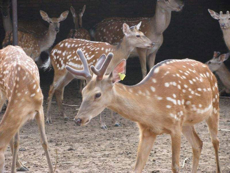 宠物鹿养殖梅花鹿特点