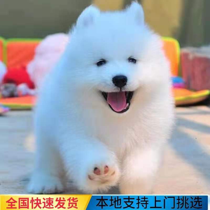 纯种金毛纯种斯加幼犬价格