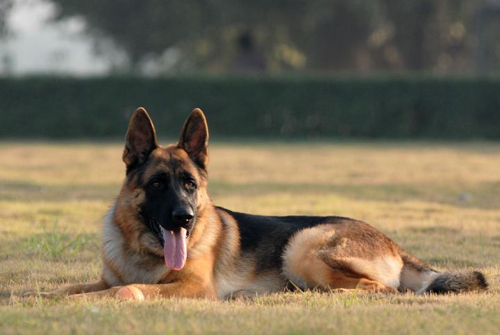 宝丰纯种德国牧羊犬价格两到三个月德牧幼犬价格