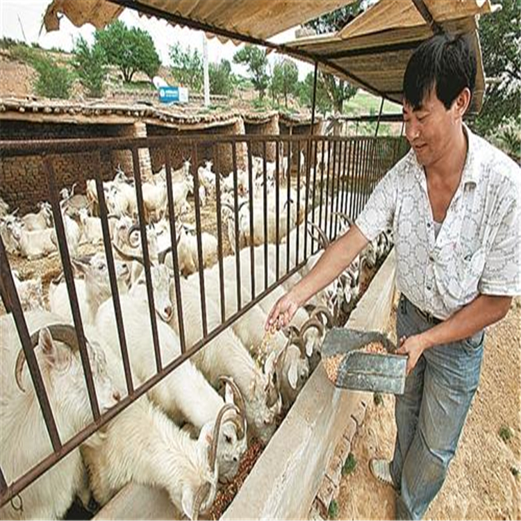甘肃有杜泊羊养殖场吗 什么地方有杜泊羊种羊出售