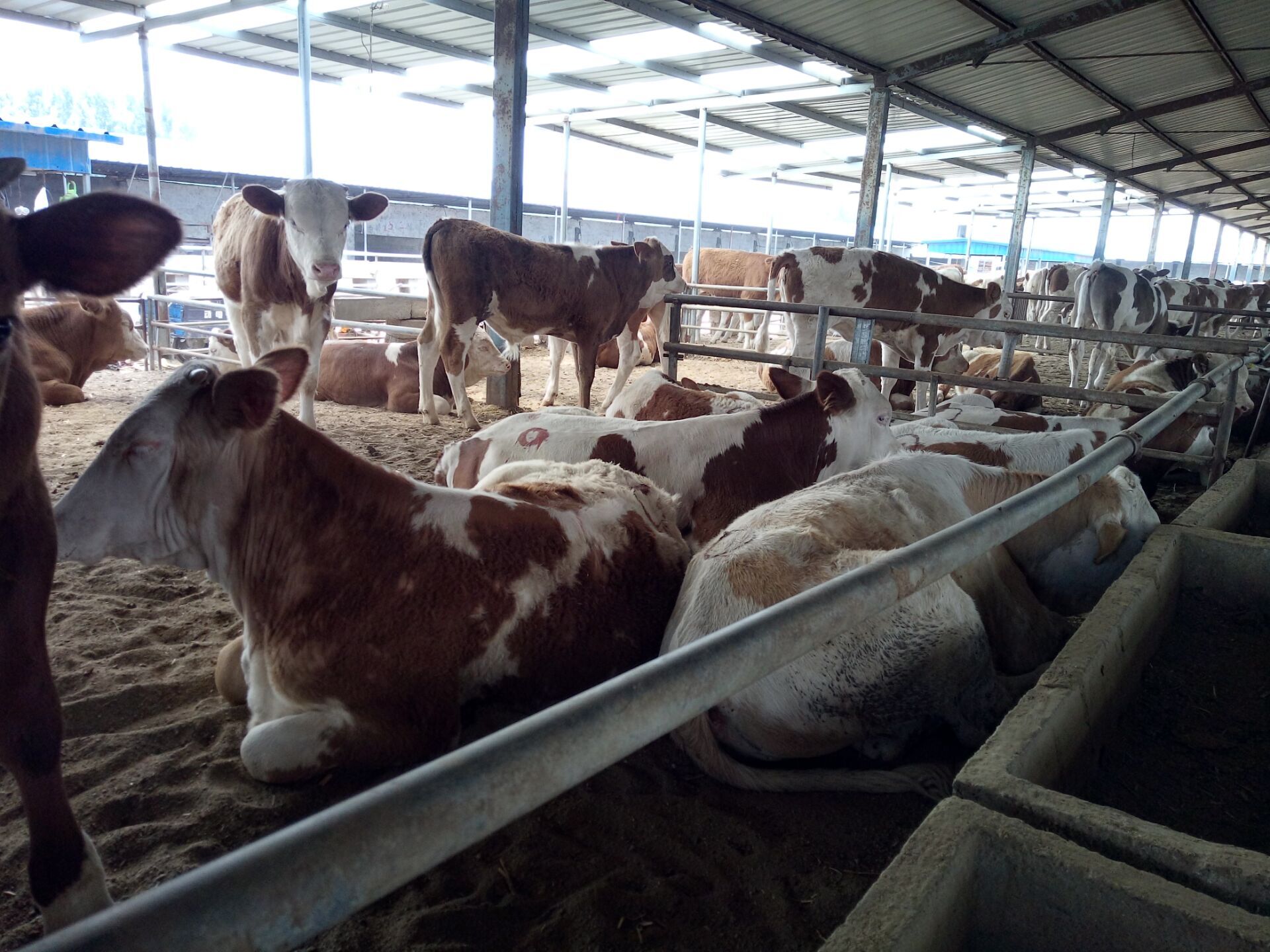 山东大型肉牛养殖基地,养牛场在哪里,山东肉牛价格