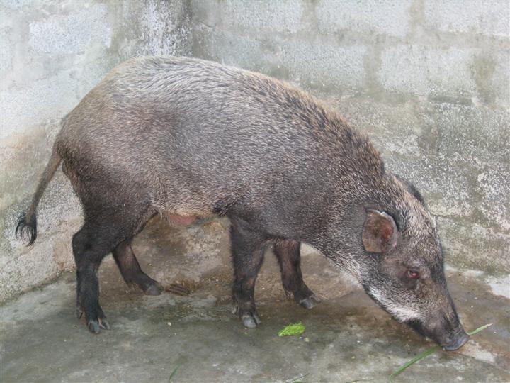 哪里有特种野猪崽卖本地区哪里有野猪苗卖