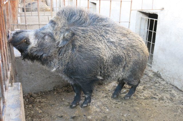 哪里有卖野猪种仔的安徽野猪苗河南野猪养殖场