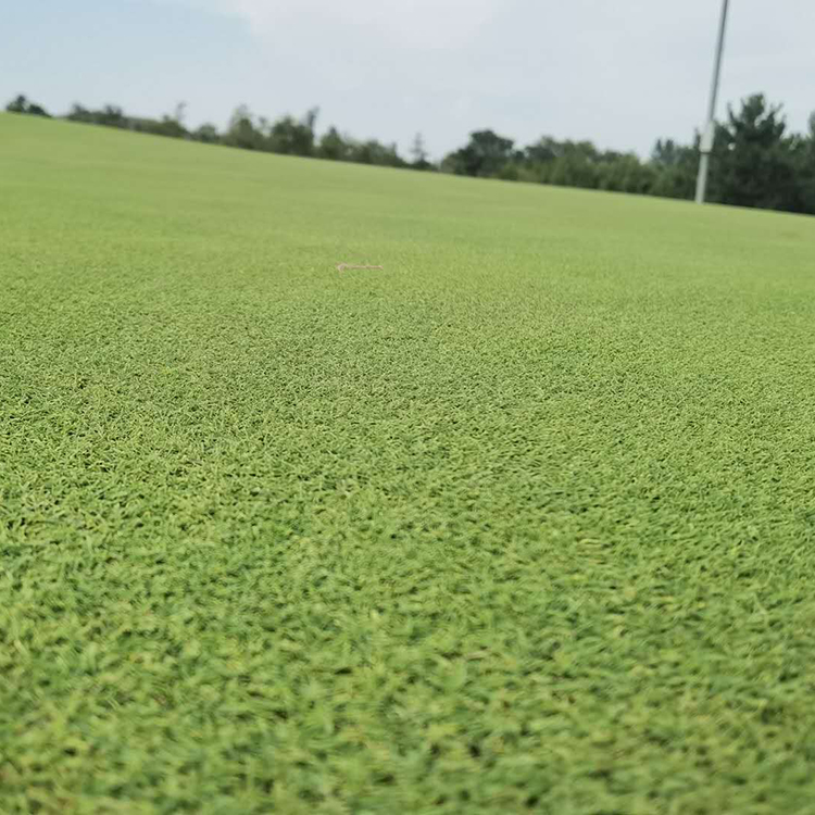 郑州子木草坪有限公司为您介绍开封混播草坪种植草坪基地教您如何选择