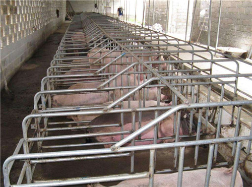 石家庄养殖场复合板母猪限位栏厂家热销