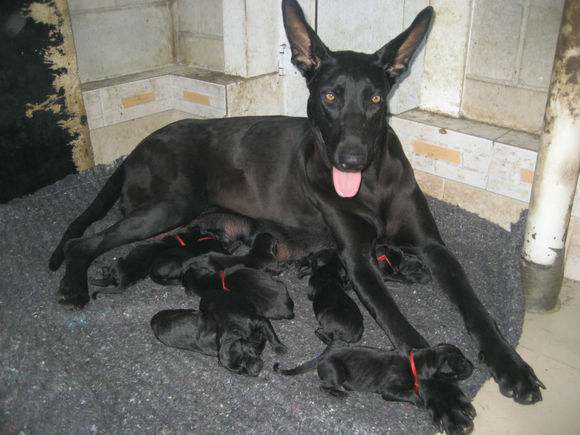 黑狼犬幼犬多少钱,纯种黑狼犬出售