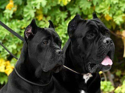 石台大型卡斯罗养殖场出售价格卡斯罗犬训练注意事项