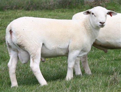 楚雄市澳洲白绵羊的利润与成本澳洲白绵羊种苗价格多少钱