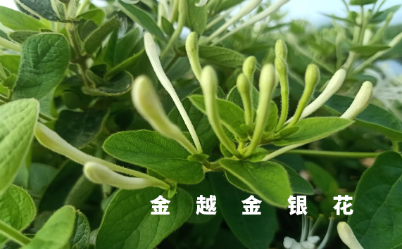 商丘四季金银花苗批发价格