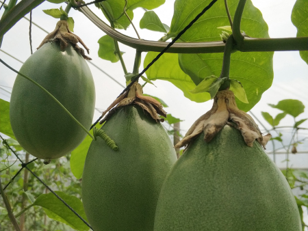 深圳木瓜蜜香百香果苗培育