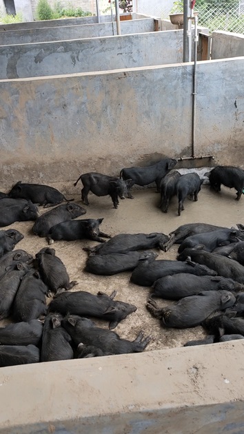 定州出售藏香猪猪苗价格饲养藏香猪如何管理