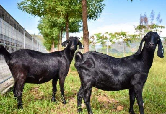 纯种巨型努比亚黑山羊黑山羊品种及价格行情