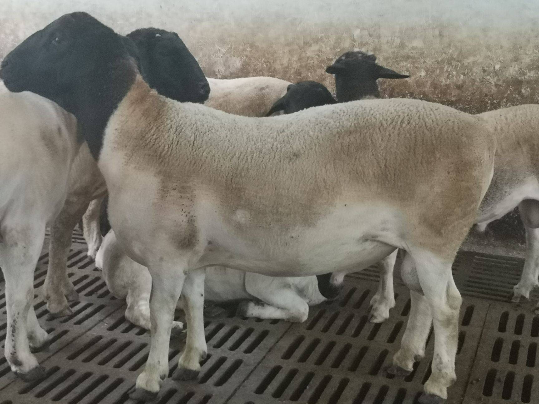 杜寒杂交羊养殖技术山东杜泊羊养殖场