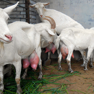 萨能奶山羊种公羊多少钱萨能奶山羊几个月产一窝羊羔