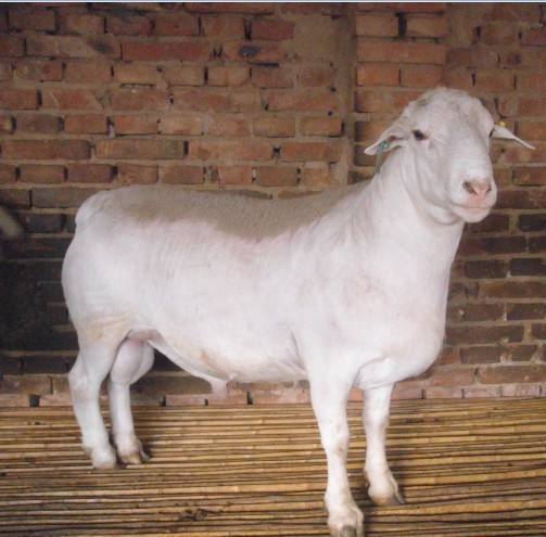 杜泊羊的缺点中国杜泊羊种羊基地