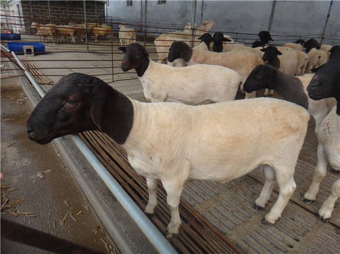 成武绵羊价格是多少钱一斤近期全国绵羊价格