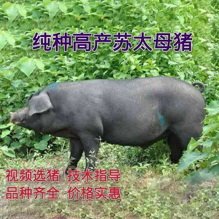 长乐市巴马香猪产于什么地方2020香猪价格