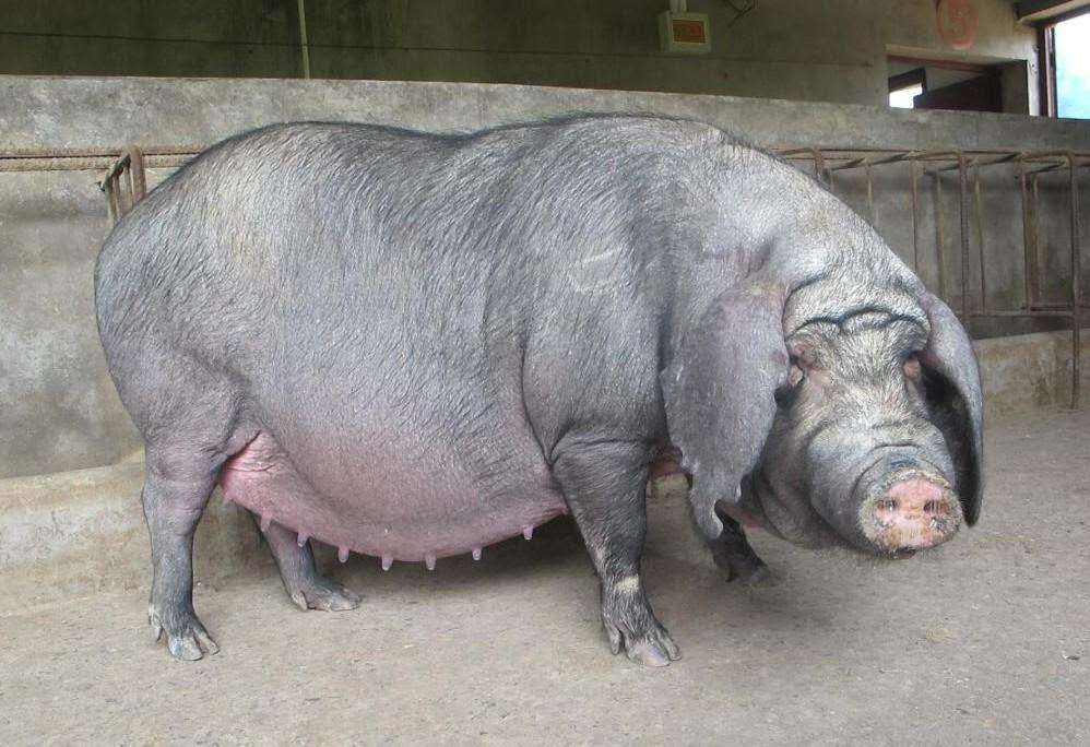 汉普夏猪与巴克夏猪的肉区别陆川猪能长多大