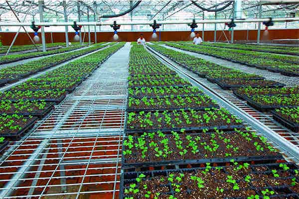 农田灌溉自动化系统-智慧农业大棚