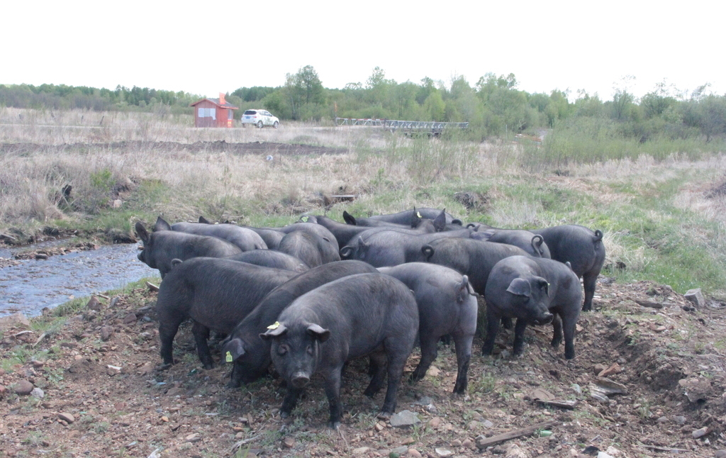 巴青北京黑猪种猪价格北京黑猪仔价格2022已更新(今日