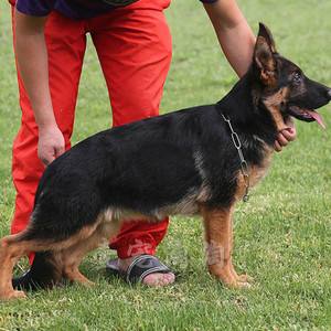 永吉白色德国牧羊犬价格小德国牧羊犬多少钱