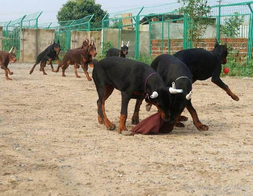 大荔杜宾犬多少钱杜宾犬价格