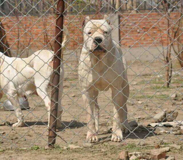 杜高犬幼犬价格阿根廷杜高犬价格