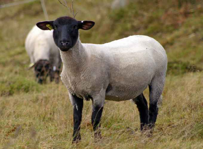 绍兴今日萨福克羊价格热销萨福克羊种羊