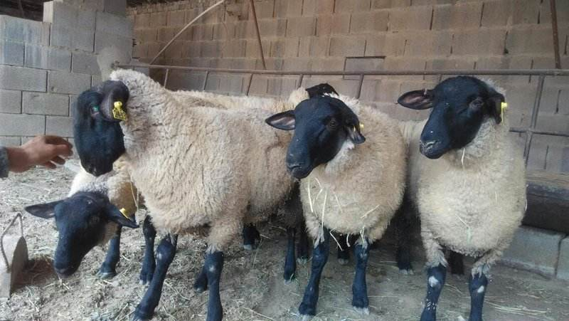 白头萨福克羊种羊基地厂家销售纯种萨福克羊