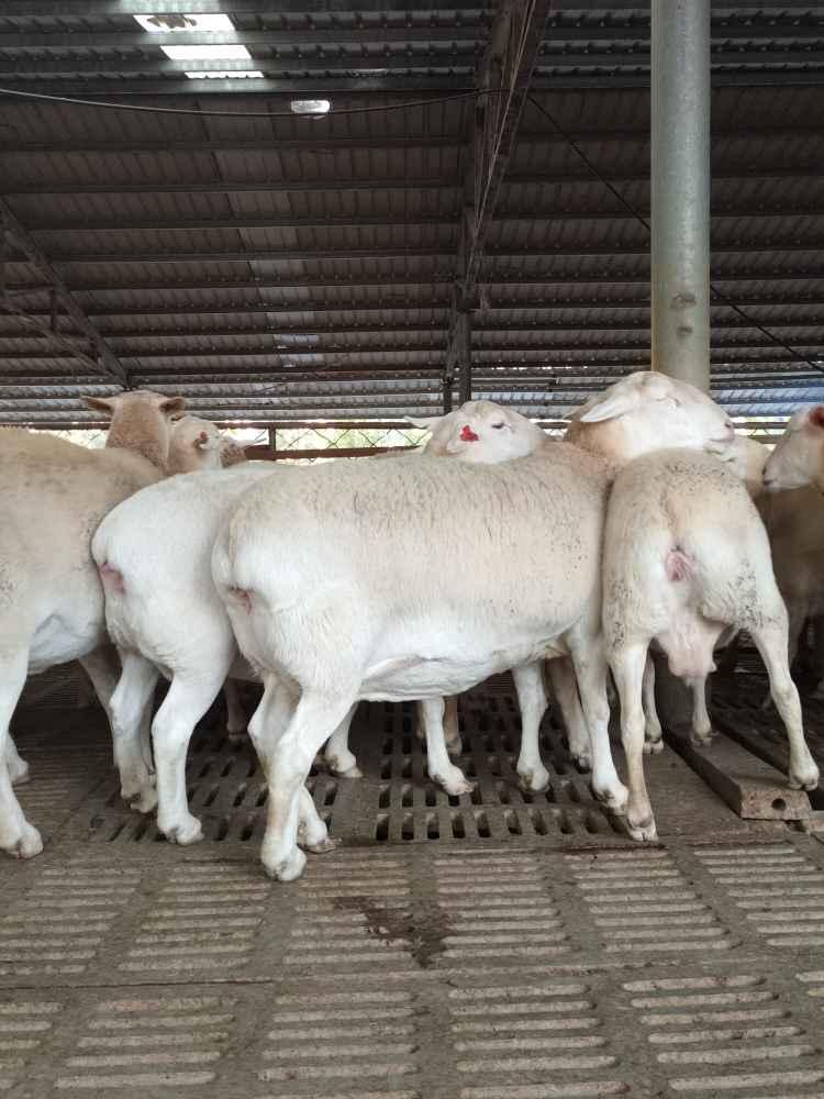 澳洲白绵羊批发价格多少钱纯种澳洲白绵羊羊苗价格