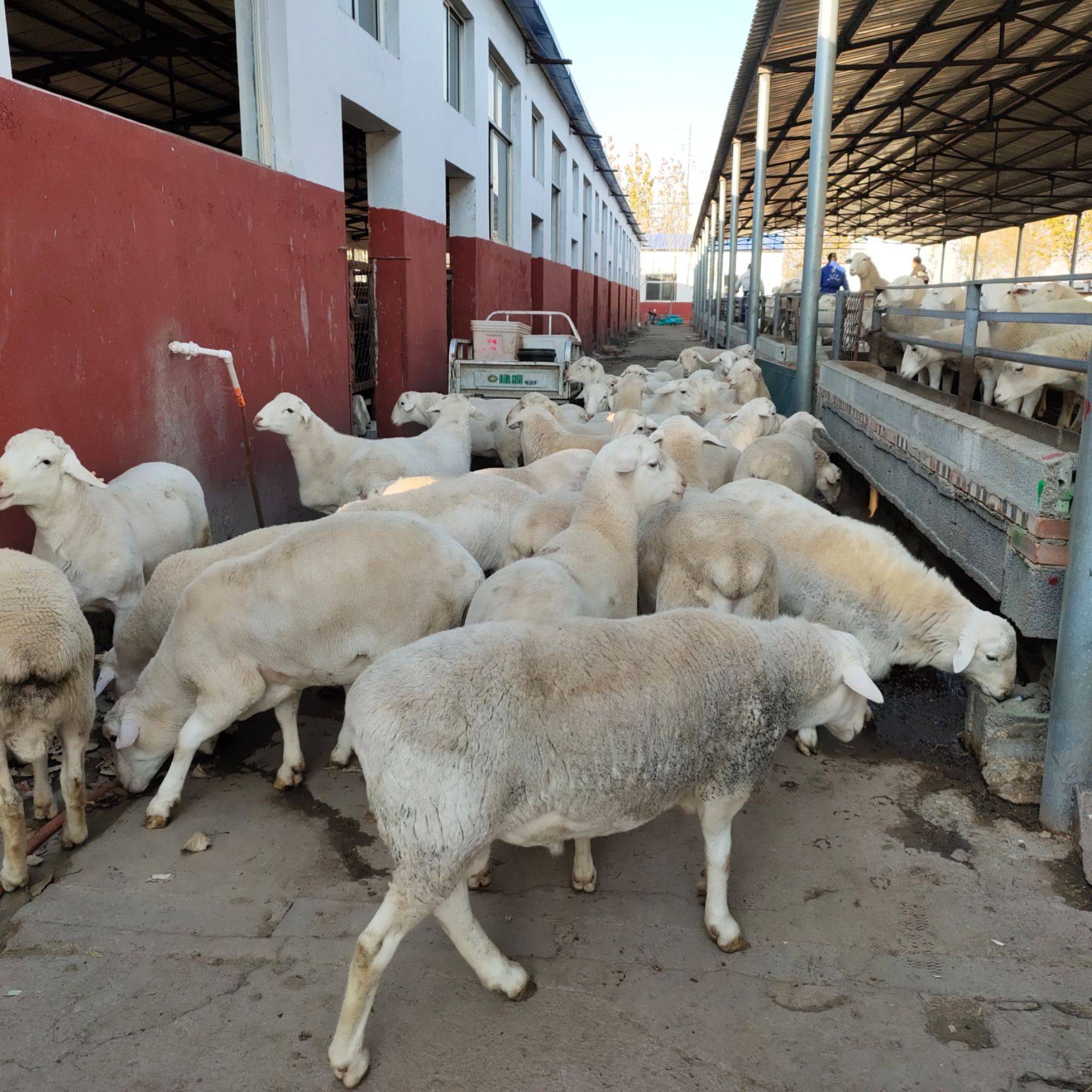 澳洲白绵羊种苗价格多少钱哪里有澳洲白绵羊养殖场
