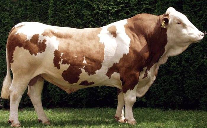 西门塔尔牛的饲养技术及饲料配方西门塔尔牛小牛价格