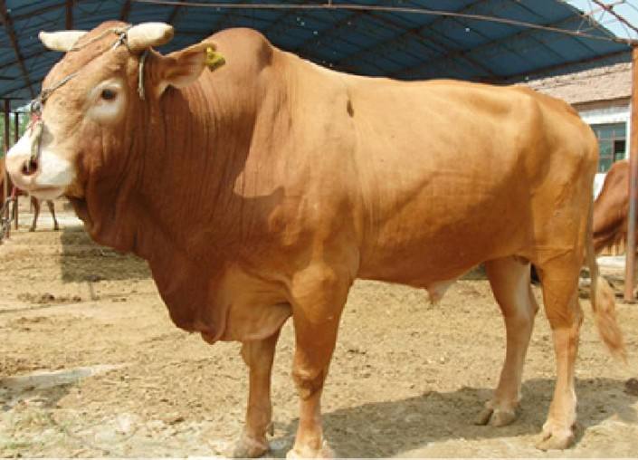 格尔木鲁西黄牛牛苗多少钱一只鲁西黄牛养殖技术