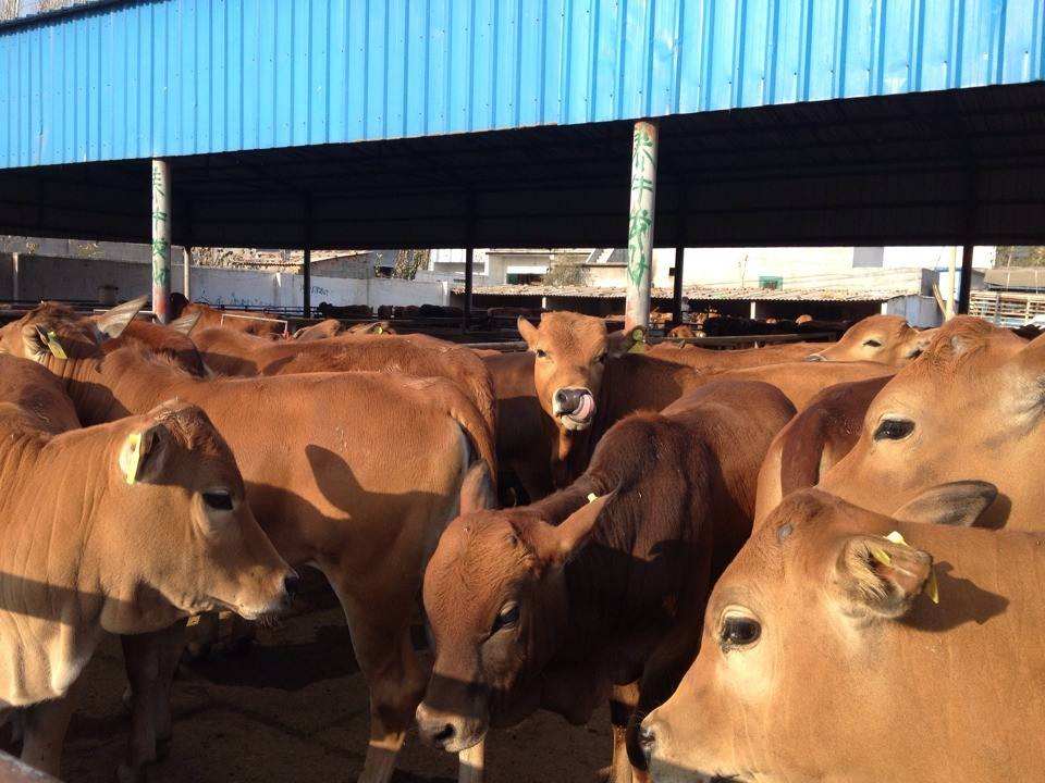 鲁西黄牛犊养殖场价格
