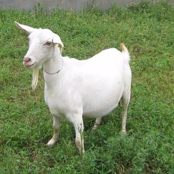 美国白山羊的生长特点优质美国白山羊羊苗批发价格