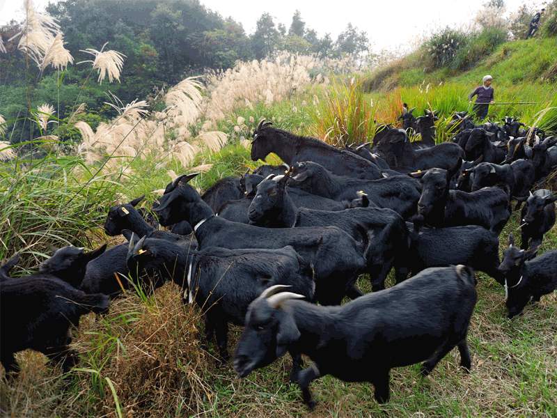 济宁黑山羊养殖效益黑山羊种苗价格多少钱一只