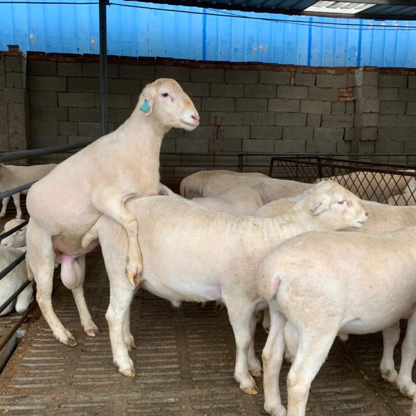 澳洲白绵羊价格行情肉羊批发基地在哪里