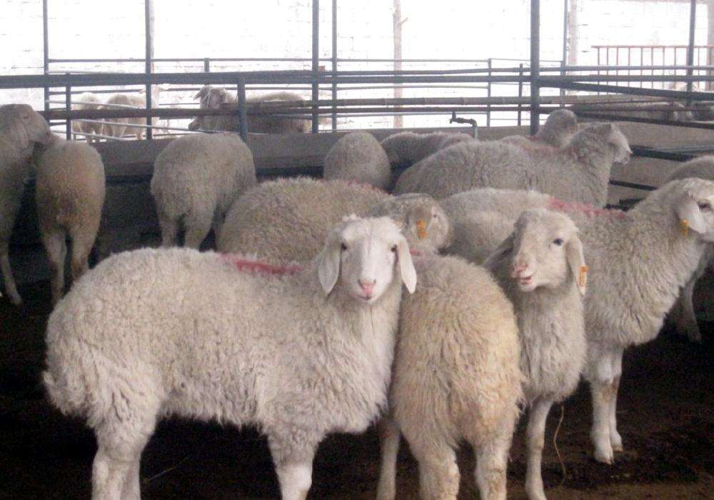 欢迎大家围观:今天,小尾寒羊养殖场的养殖场,临时